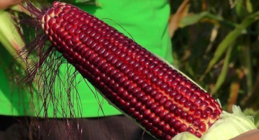 Charakteristické rysy a pravidla pěstování červené kukuřice